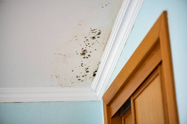 Mold Odor Removal Services